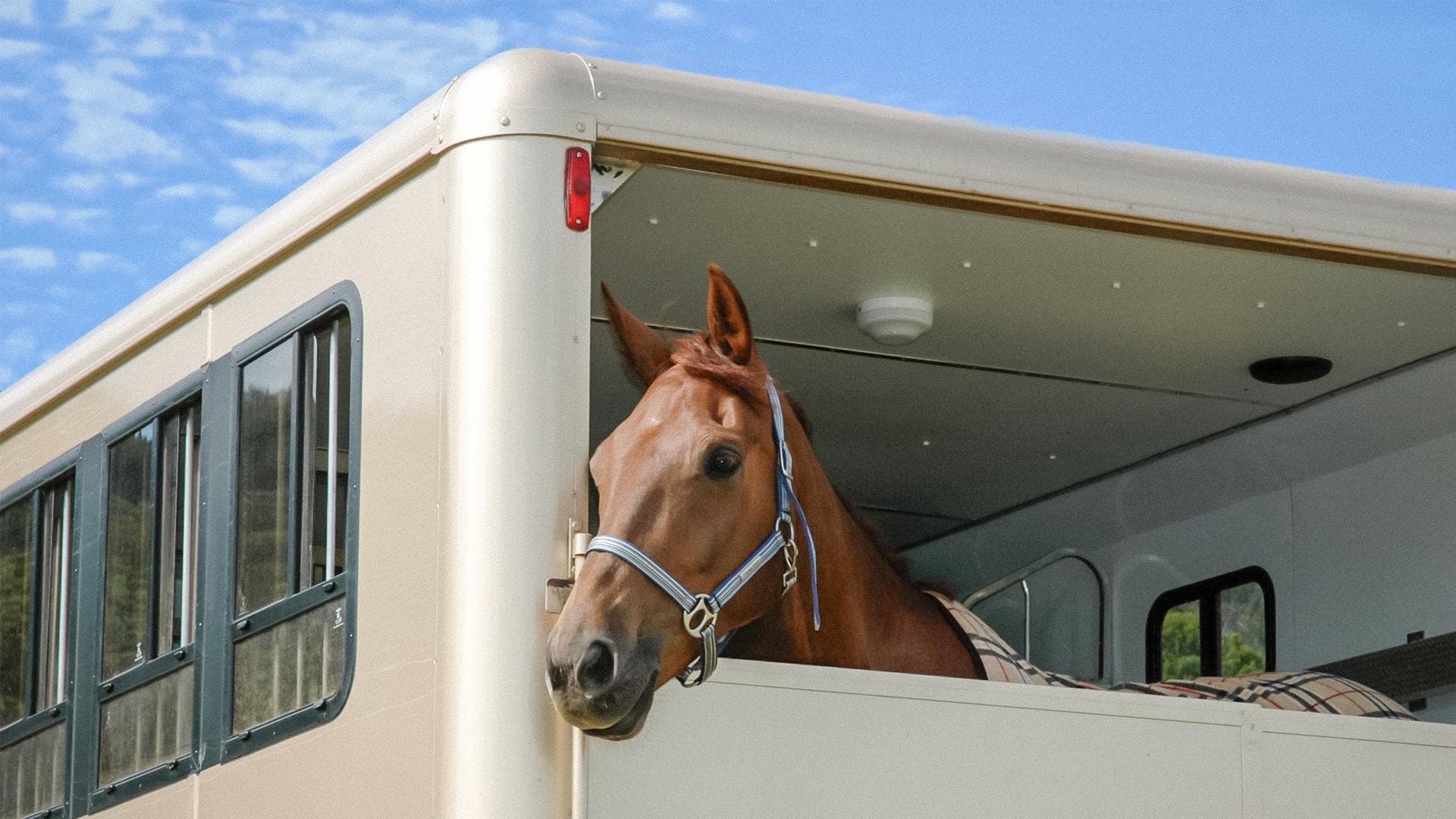 Como Prevenir o Estresse no Transporte de Cavalos: Dicas Essenciais