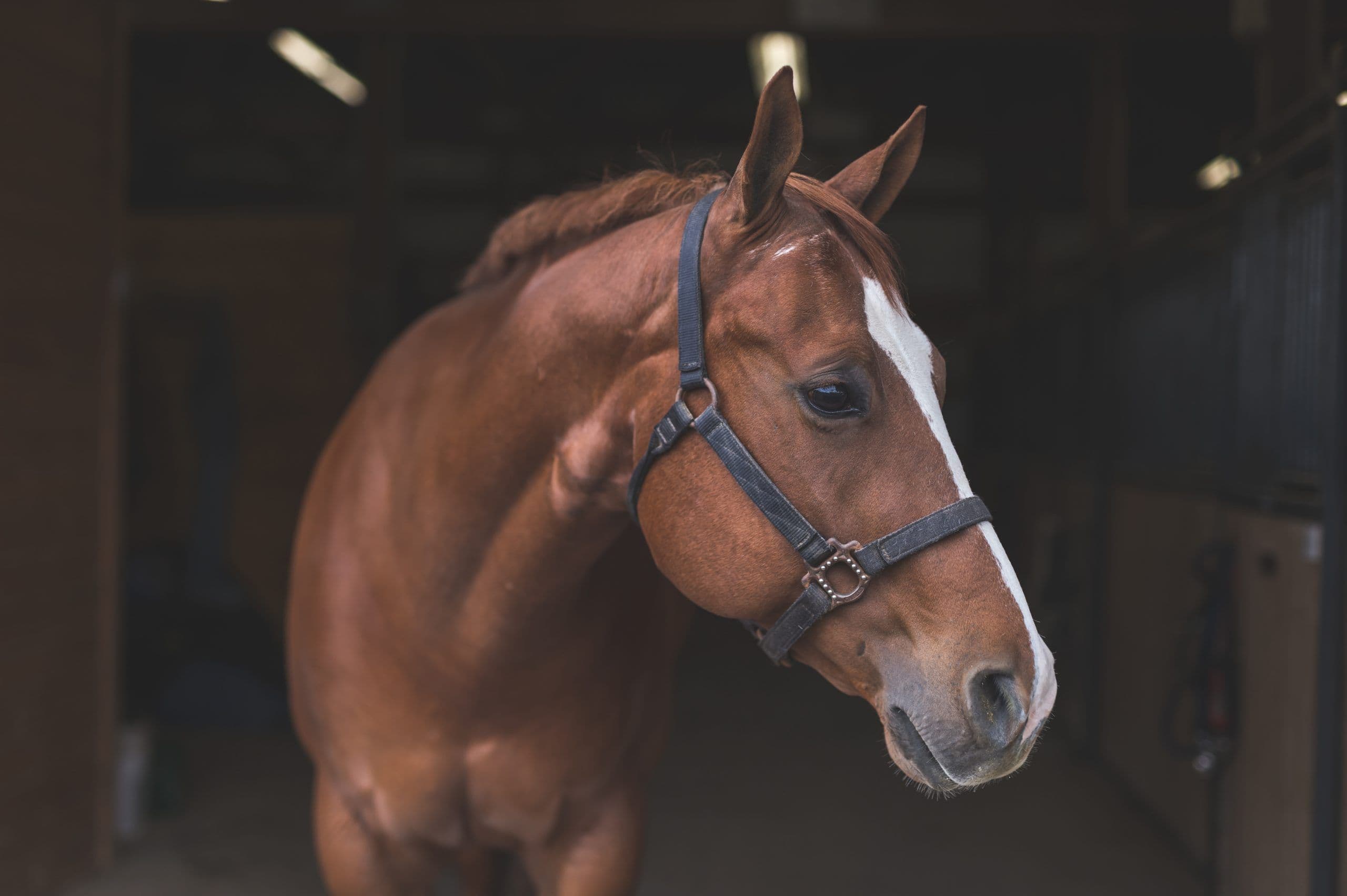 Sinais de Parasitas em Cavalos: Saiba Como Detectar e Prevenir Infestações