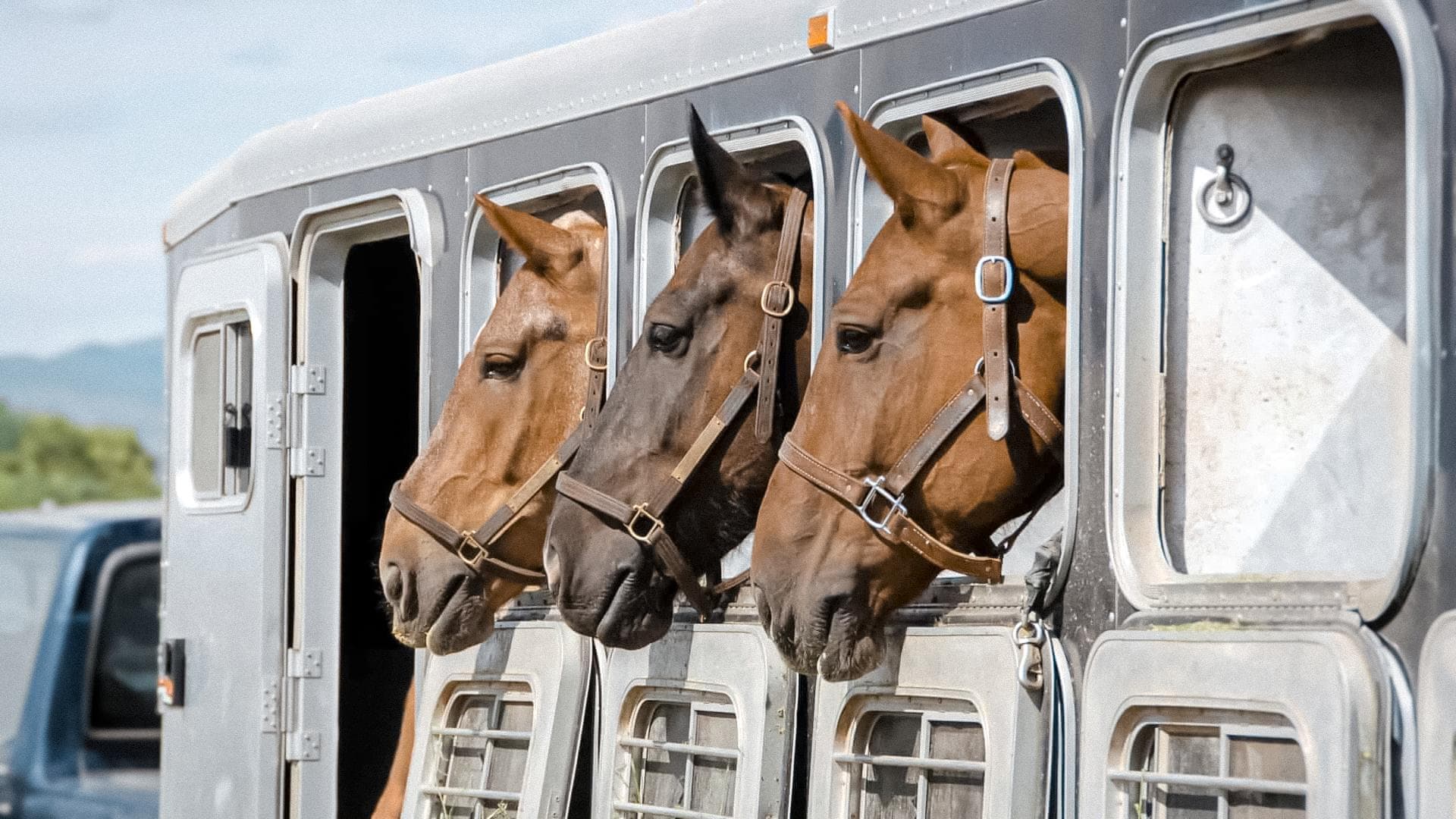 Como o Clima Regional Afeta o Transporte de Cavalos no Brasil: Dicas e Cuidados Essenciais