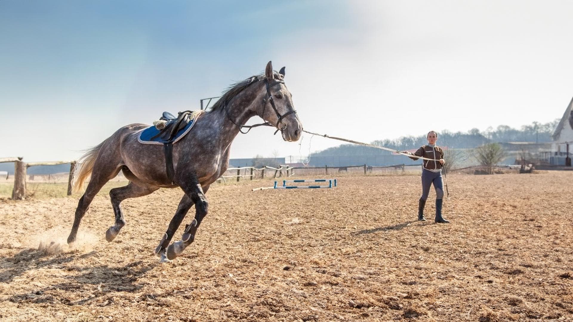 Dicas Práticas para Iniciar o Treinamento de Cavalos Jovens