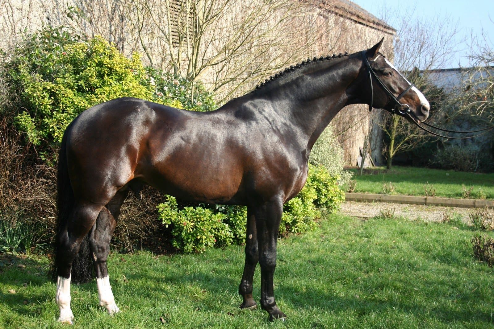 Cavalos e Suas Origens: O Elegante Warmblood Holandês