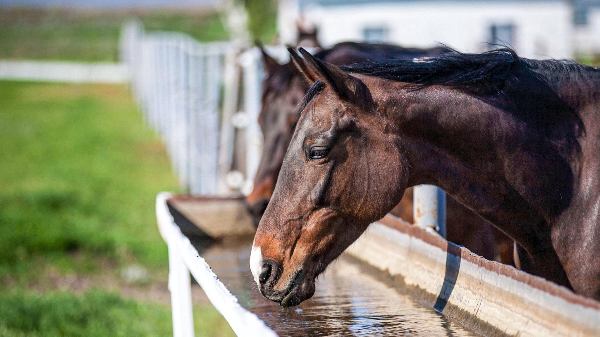 Como Alimentar Cavalos em Climas Quentes: Dicas Essenciais para Evitar Desidratação e Cólica