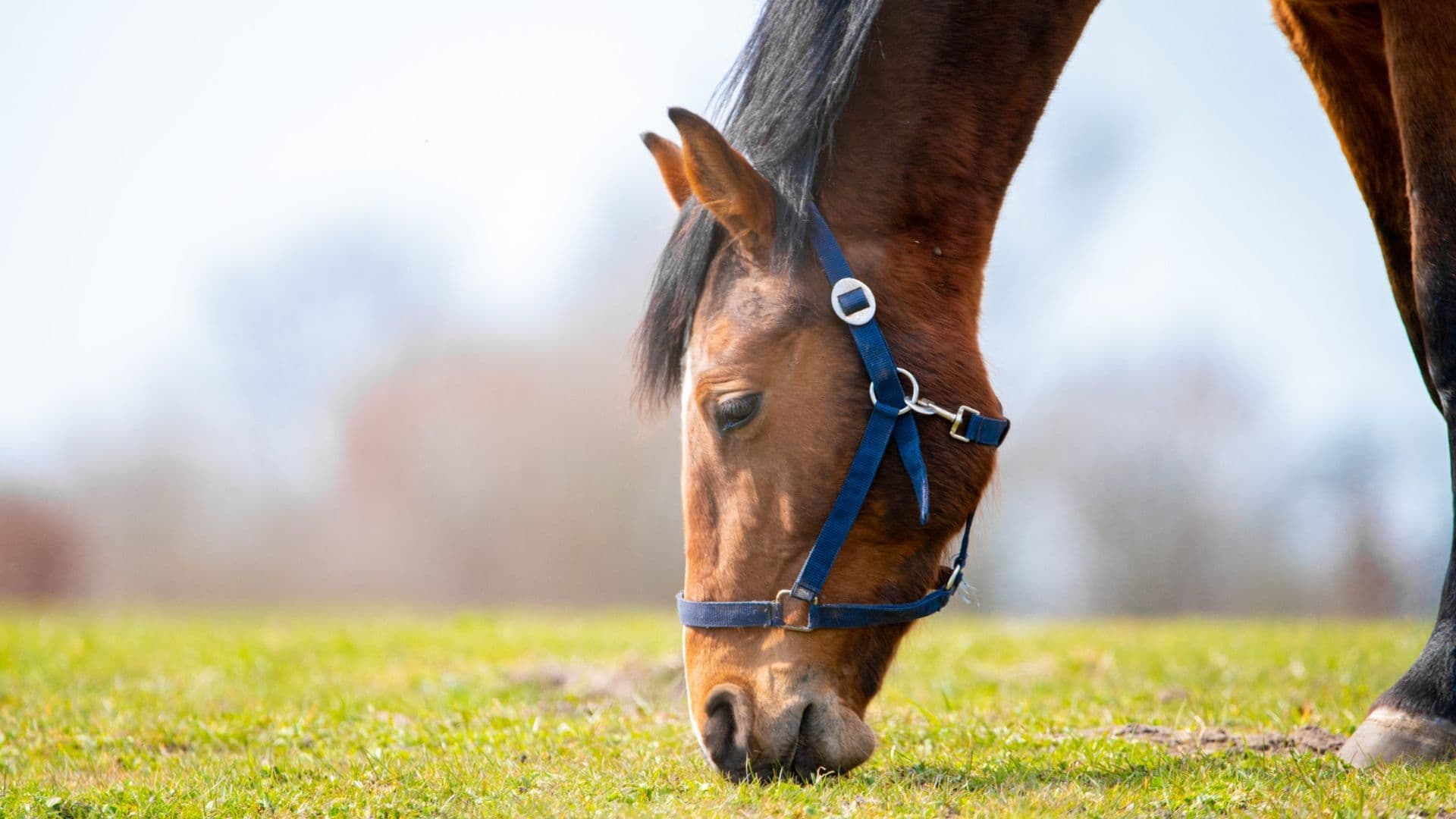 Cuidados Essenciais para a Saúde Digestiva dos Cavalos