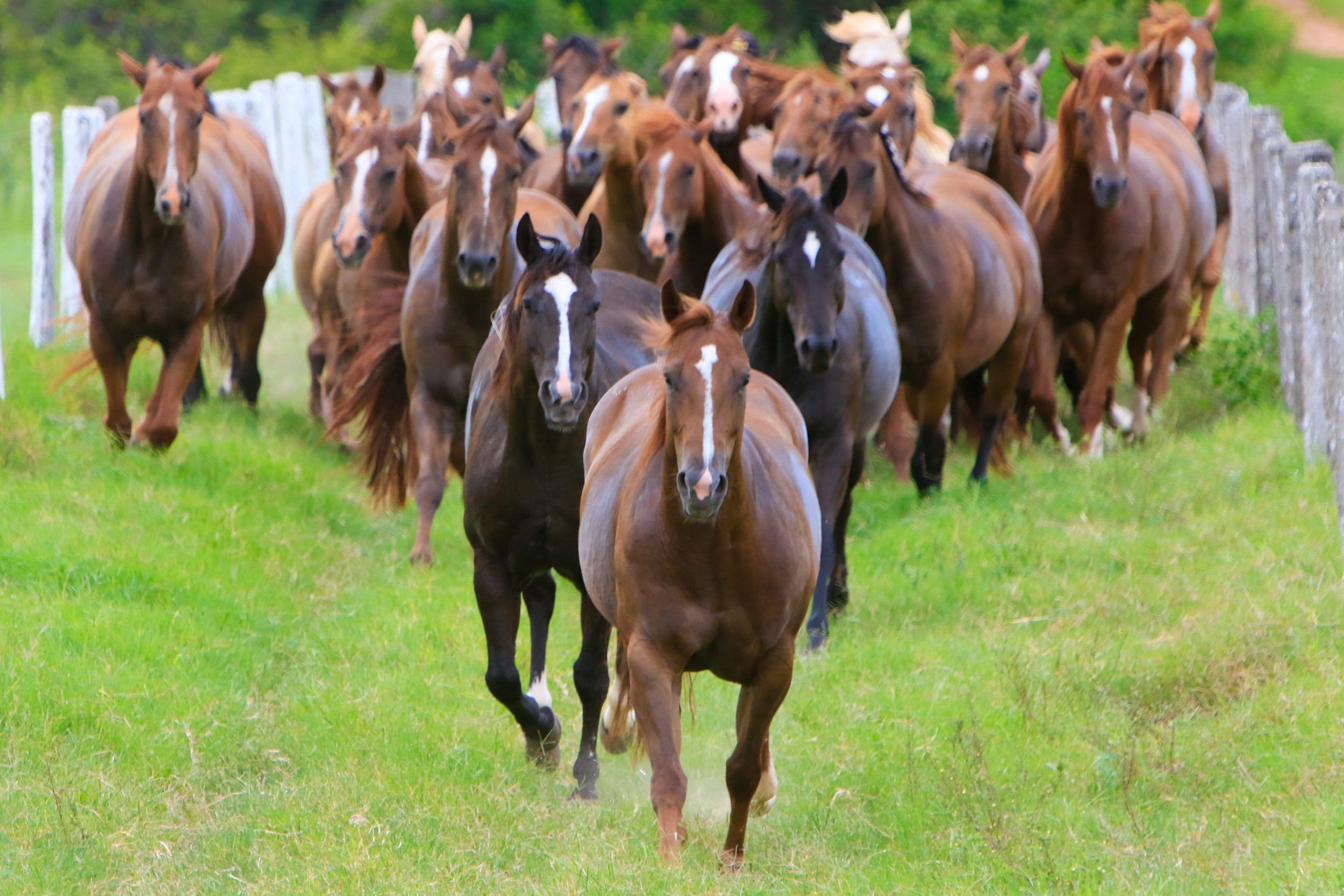 São Paulo: O Estado com o Maior Plantel de Cavalos Quarto de Milha do Brasil