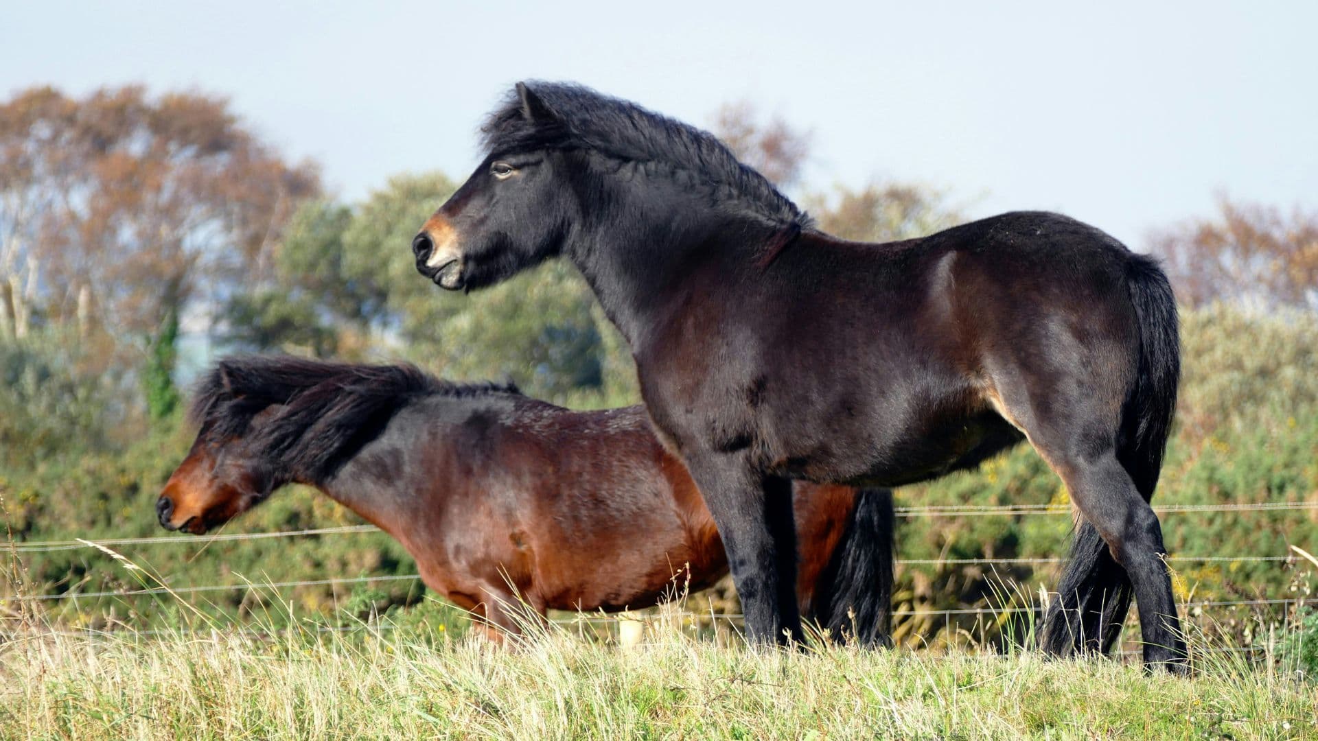 Cavalos e Suas Origens: O Cavalo Exmoor, uma Raça Ancestral dos Pôneis Britânicos