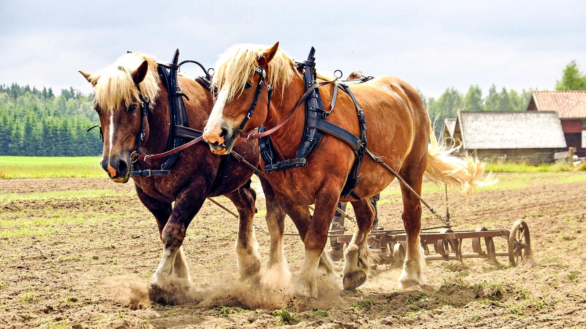 Cavalos e Suas Origens: Descubra a Imponente Raça Belga, Símbolo de Força e Tradição