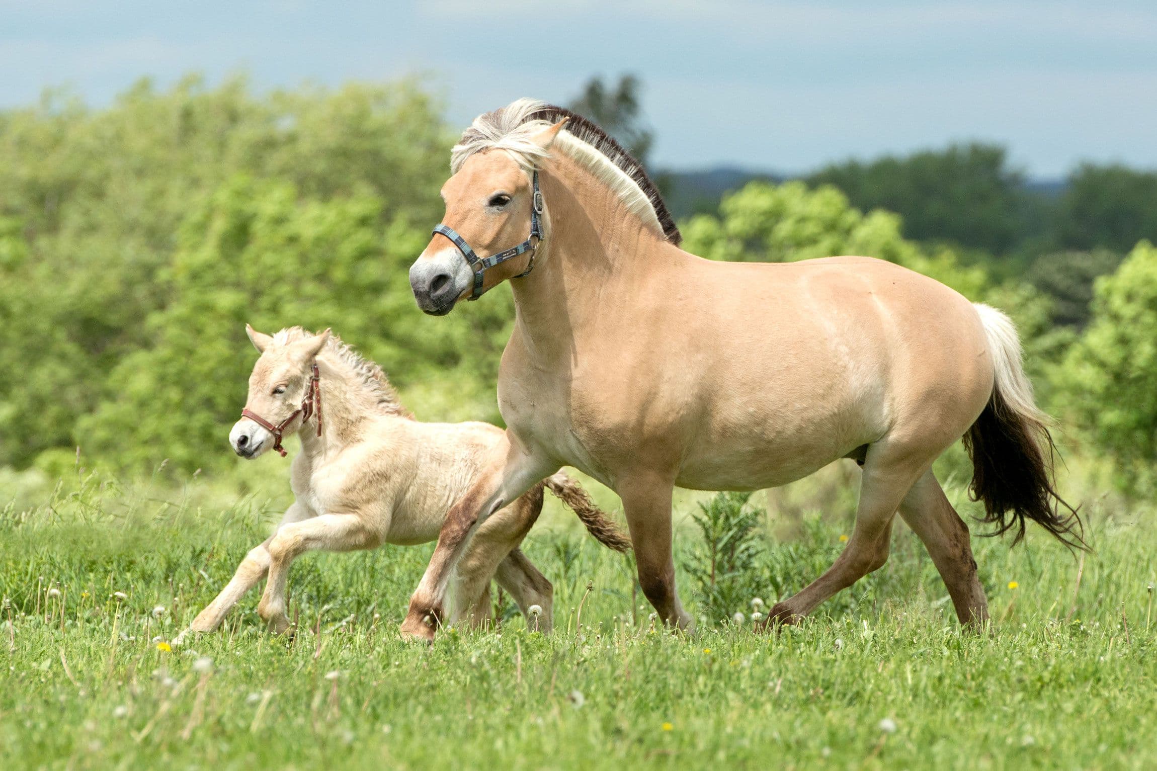 Cavalos e Suas Origens: O Versátil Cavalo Fjord