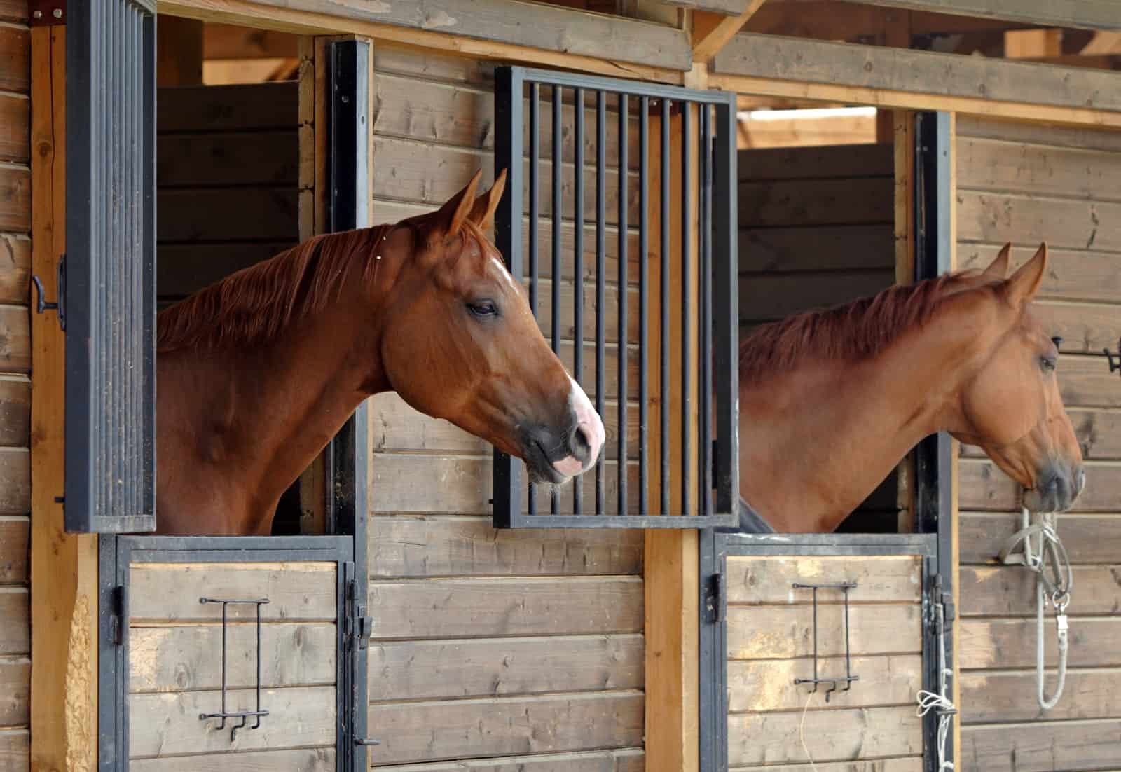 Como Identificar e Tratar Vícios de Cocheira em Cavalos