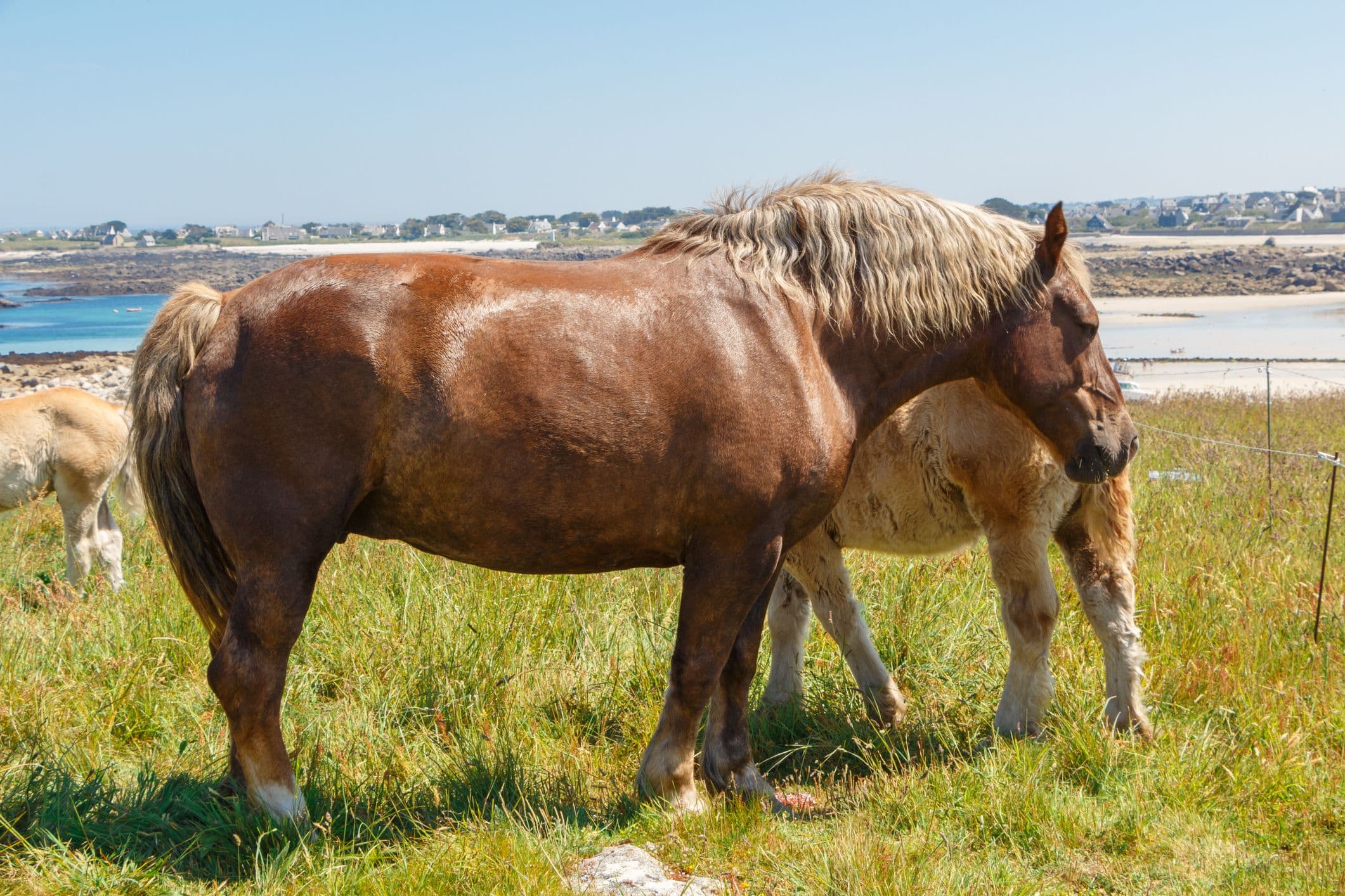 Cavalos e Suas Origens: Descobrindo o Cavalo Bretão