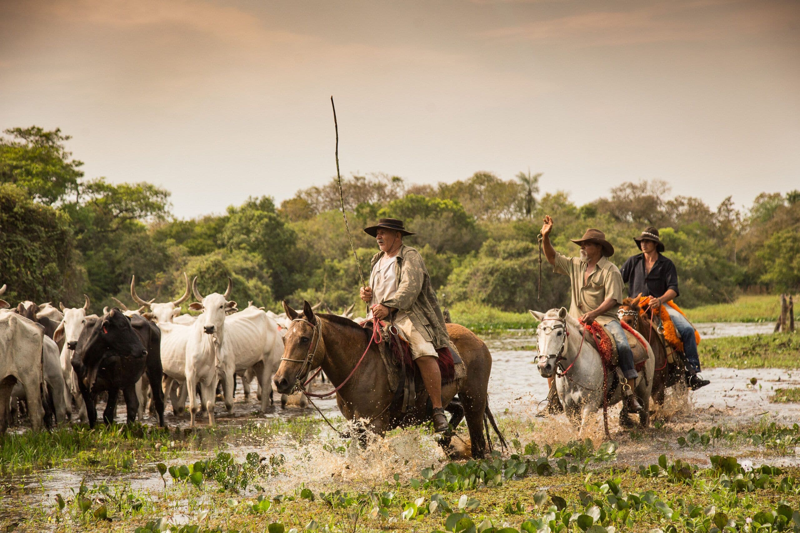 Cavalos e Suas Origens: A Resiliência do Cavalo Pantaneiro
