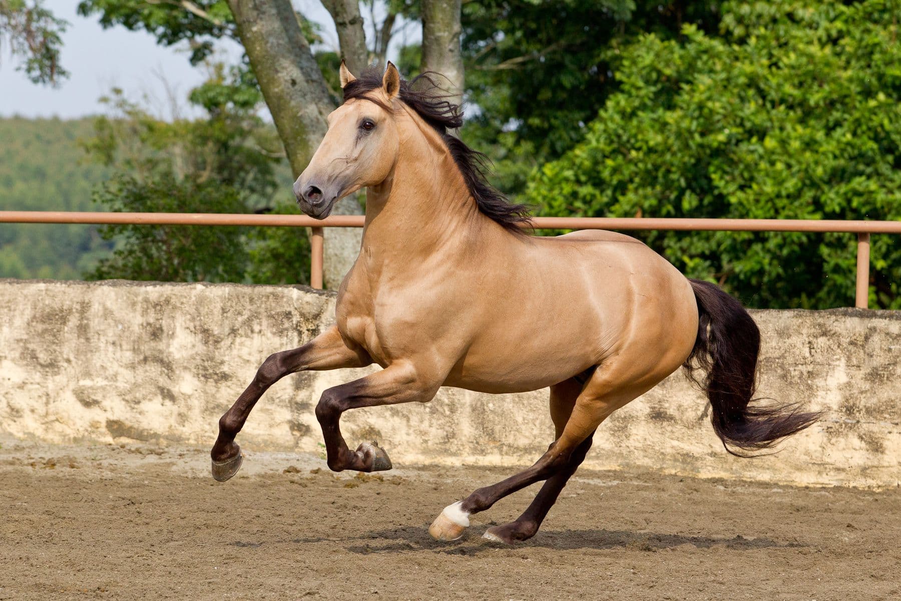 Cavalos e Suas Origens: A Nobreza do Cavalo Andaluz