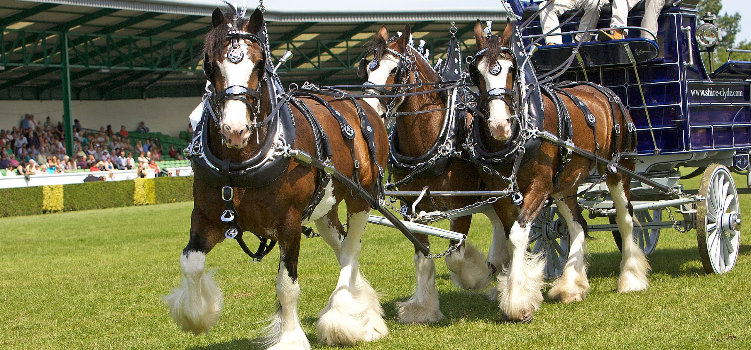 Cavalos e Suas Origens: A Força e Tradição do Gigante Britânico