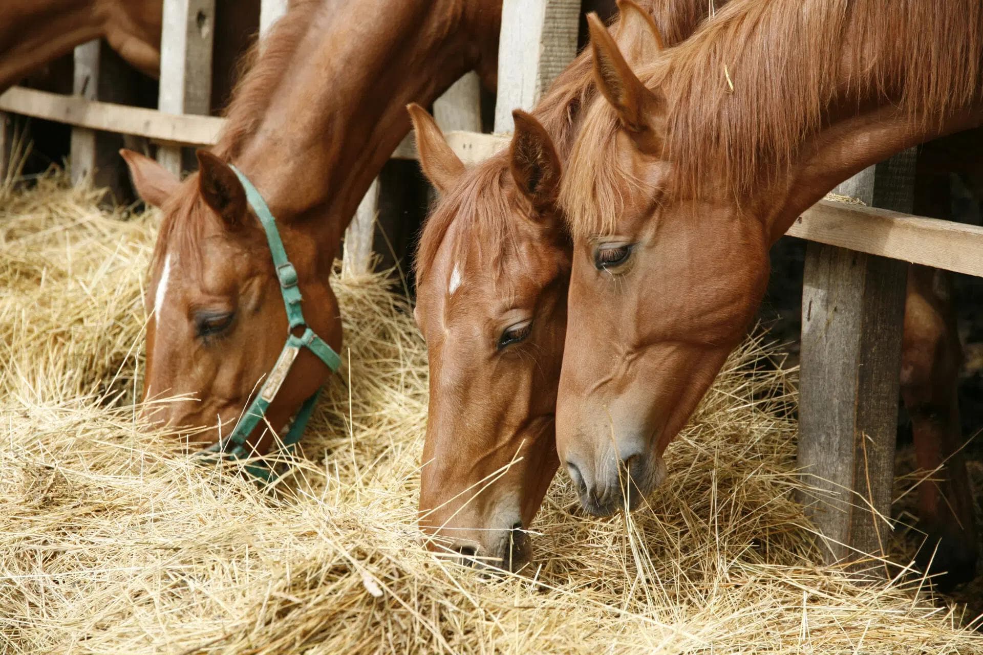 Os Erros Mais Comuns na Alimentação dos Cavalos e Como Evitá-los