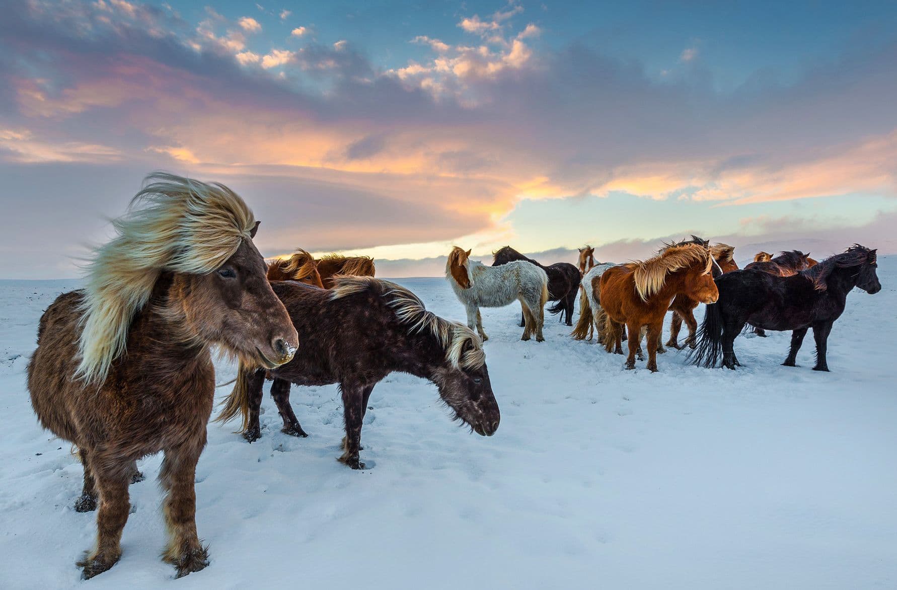 Cavalos e Suas Origens: O Resistente Cavalo Islandês