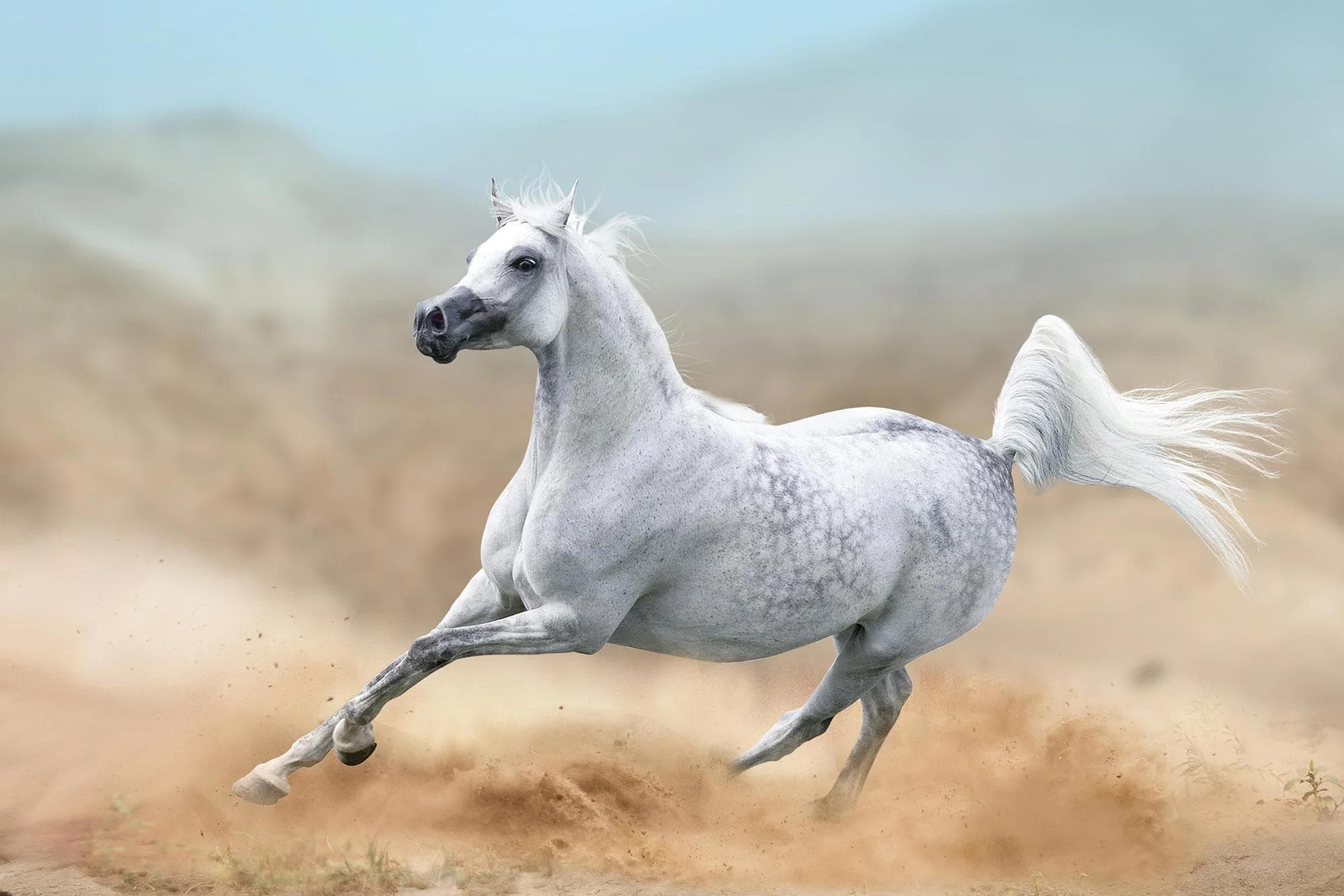 Cavalos e Suas Origens: A Influência do Cavalo Árabe na História e Genética Equina
