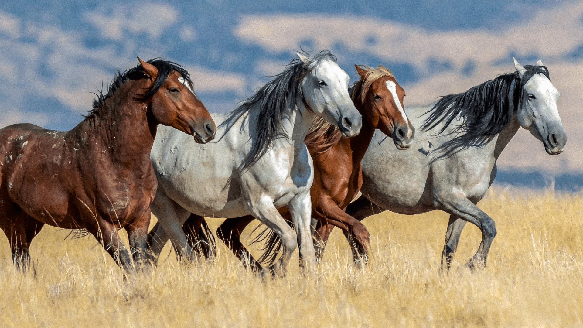 Cavalos Selvagens Ainda Existem? Conheça as Raças Selvagens e Seus Hábitats